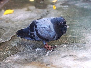 Close-up of pigeon perching