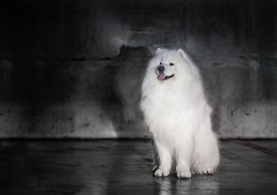 Dog looking away while sitting on floor