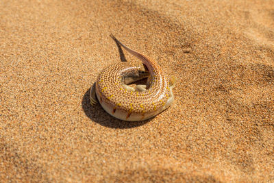 Close-up of an animal on sand