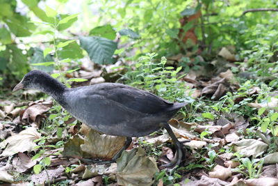 High angle view of duck on field