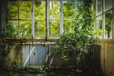View of plants in abandoned building