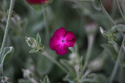 Close-up of purple flowering plant