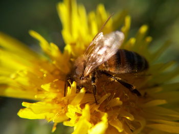 Close-up of insect on yellow flower