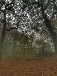 Trees in forest against sky