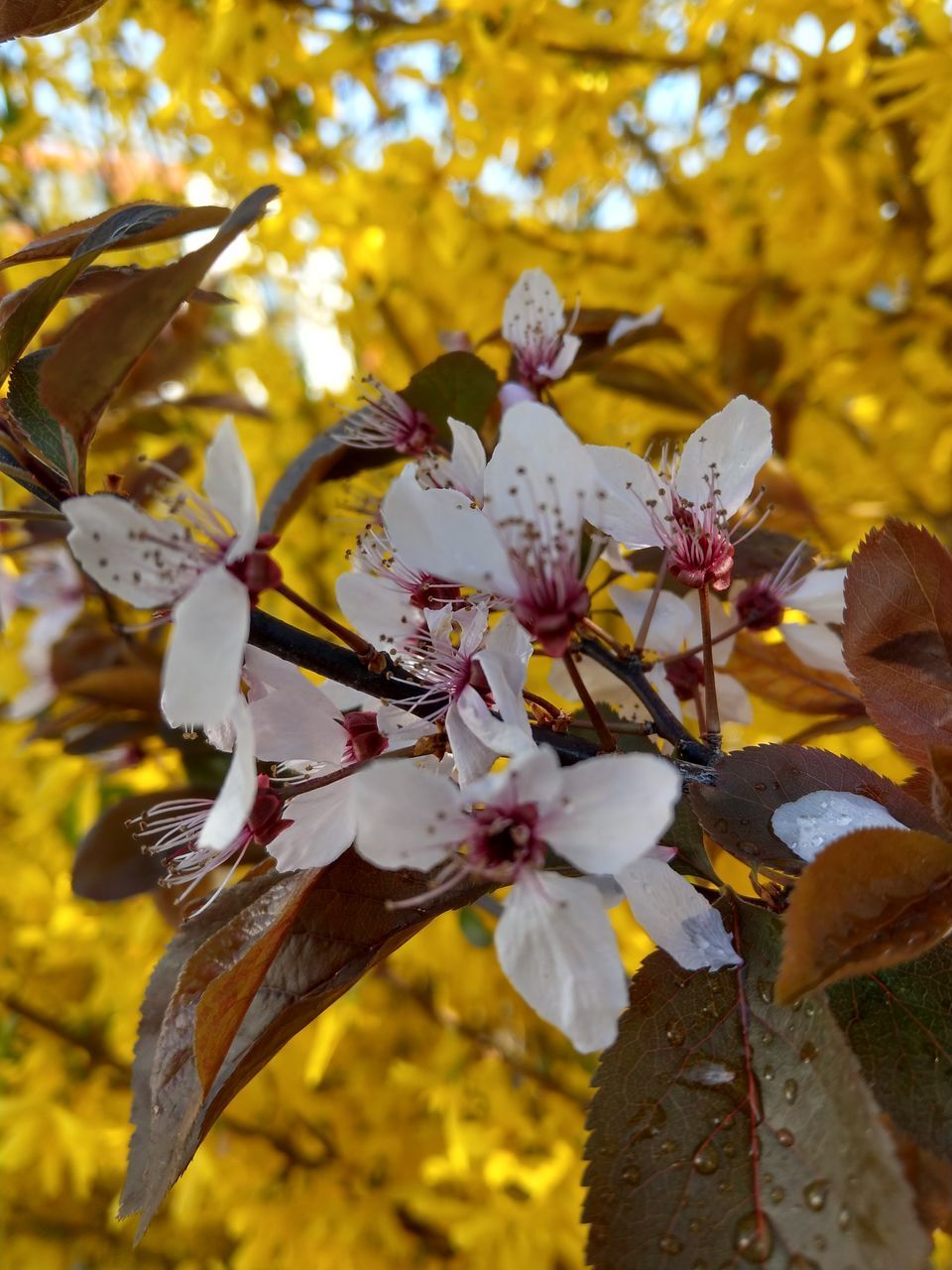 CLOSE-UP OF CHERRY BLOSSOMS ON BRANCH