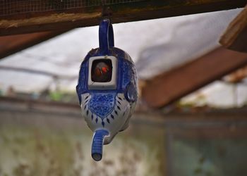 Close-up of bird nesting in a teapot