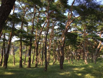 Trees in forest