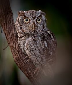 Close-up of owl perching on branch