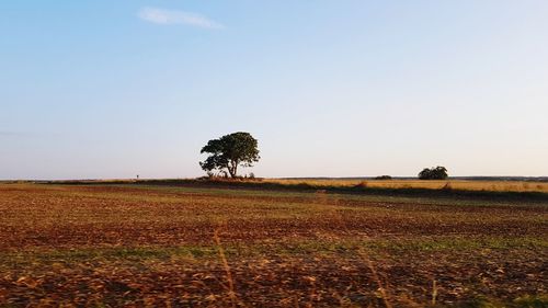 Scenic view of agricultural field against clear sky