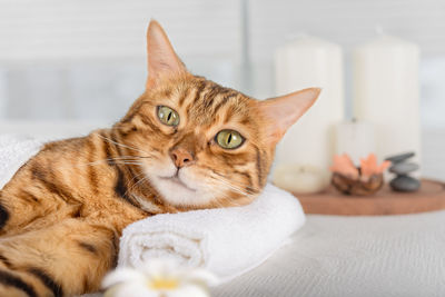 Funny bengal cat lies on a massage table in the spa. close-up.