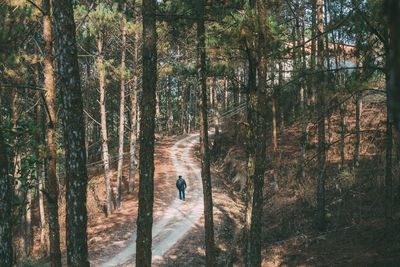 High angle view of man hiking in forest