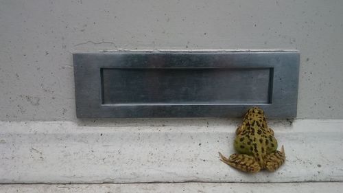 Close-up of lizard on glass window