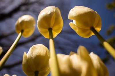 Close-up of yellow tulips