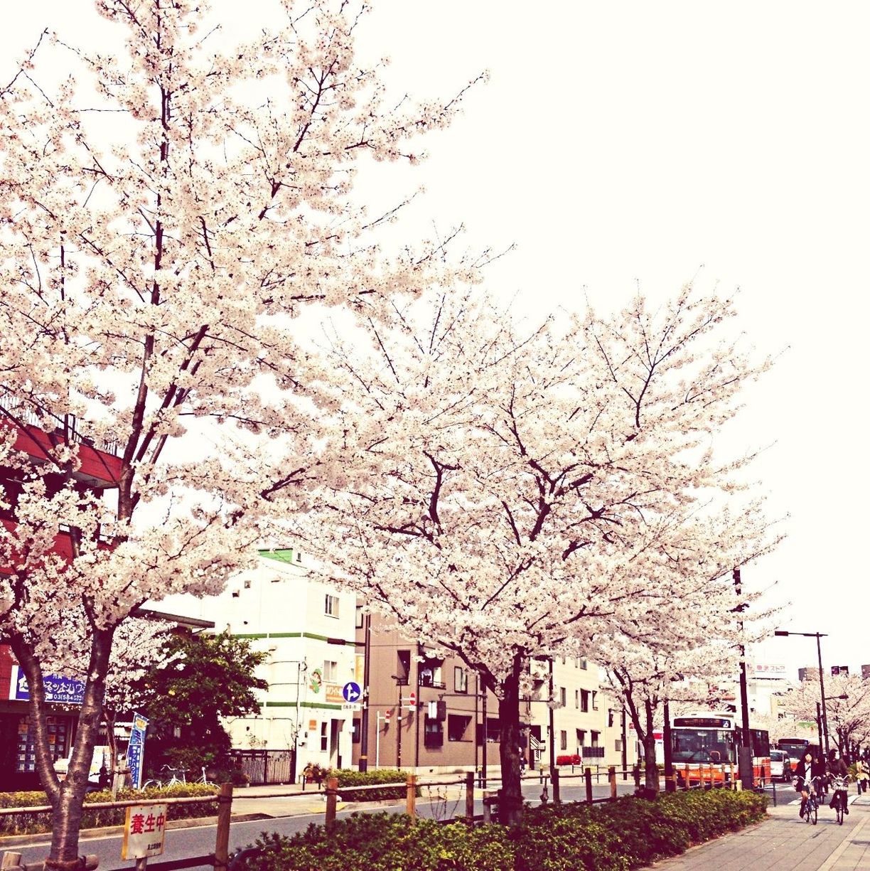 tree, flower, building exterior, built structure, branch, architecture, transportation, growth, car, land vehicle, city, clear sky, cherry blossom, nature, blossom, street, road, street light, day, incidental people