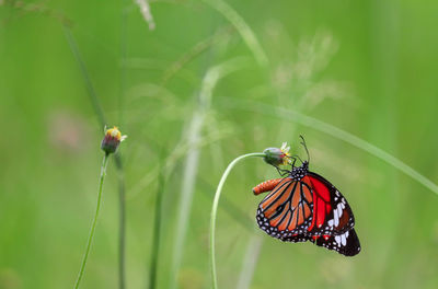 Close-up of butterfly pollinating on leaf