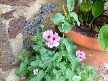 High angle view of pink flowers