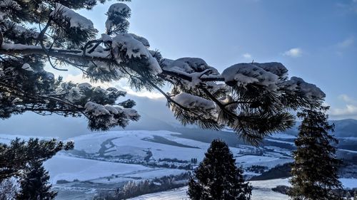 Low angle view of snow covered tree against sky