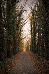 Road amidst trees in forest during autumn