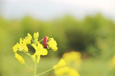 Close-up of insect on yellow flower