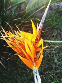 Close-up of insect on plant