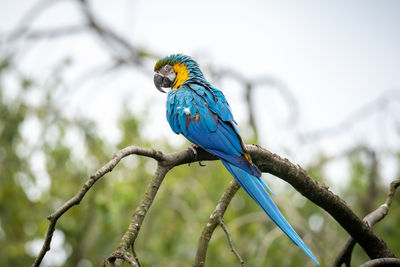 Close-up of parrot perching on branch