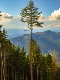 Scenic view of pine trees against sky