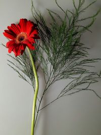 Close-up of red flower against sky