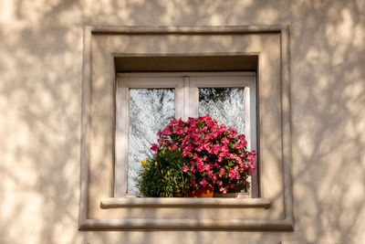 Typical italian window decorated with blooming fresh flowers
