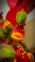 Close-up of red fruit