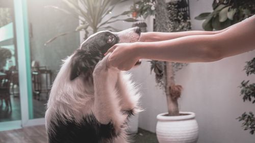 Midsection of woman with dog