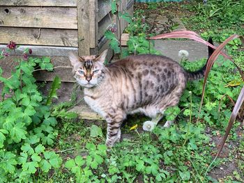 Portrait of cat by plants