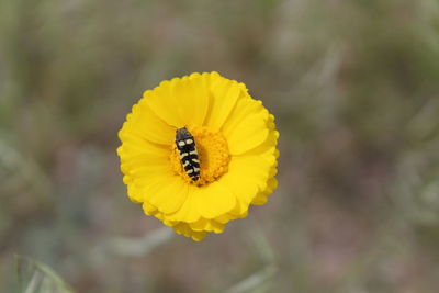 Close-up of honey bee pollinating on yellow flower