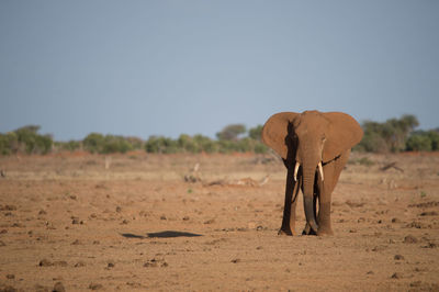 View of elephant on dirt field