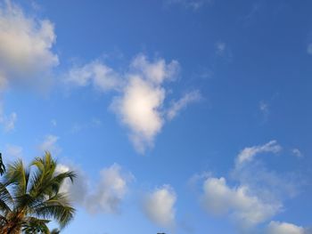 Low angle view of palm trees against blue sky