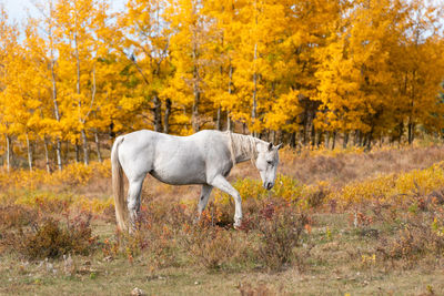 Horse standing in a field
