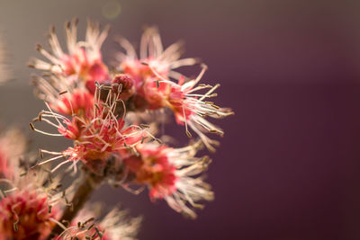 Close-up of wilted flower