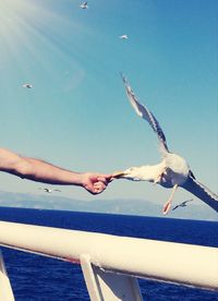 Cropped hand feeding seagull over sea against sky