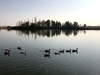 View of ducks swimming in lake