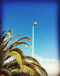 Low angle view of palm tree against clear blue sky