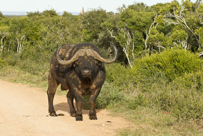 View of buffalo