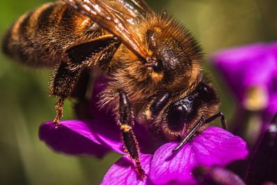 Close-up of bee pollinating on purple flower