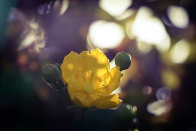 Close-up of yellow flower