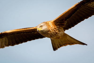 Low angle view of eagle flying against sky