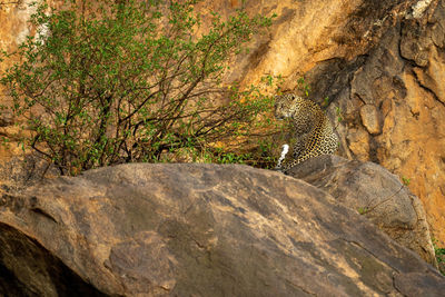 Leopard sits on rocky outcrop beside bush