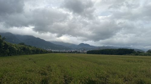 Scenic view of field against sky