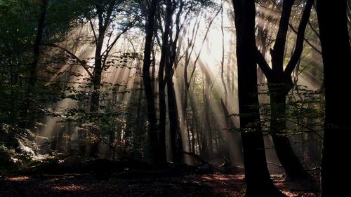 Trees in forest