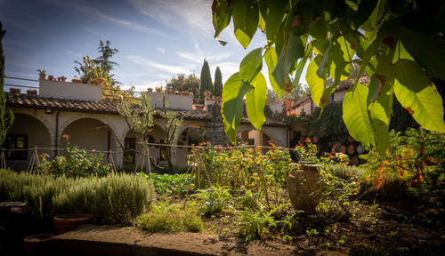 Plants and trees by building against sky