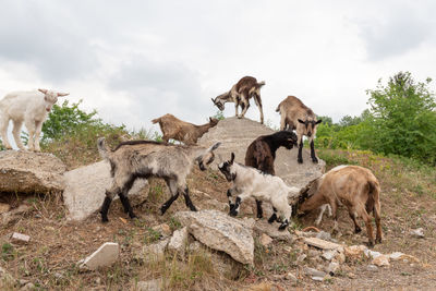 Herd of a sheep