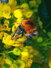 Close-up of bee pollinating on yellow flower