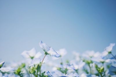 Close-up of white flowering plant against clear blue sky